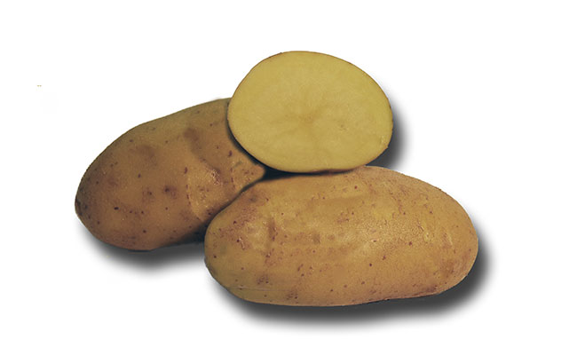 German Butterball | Holbrook Seed Potatoes