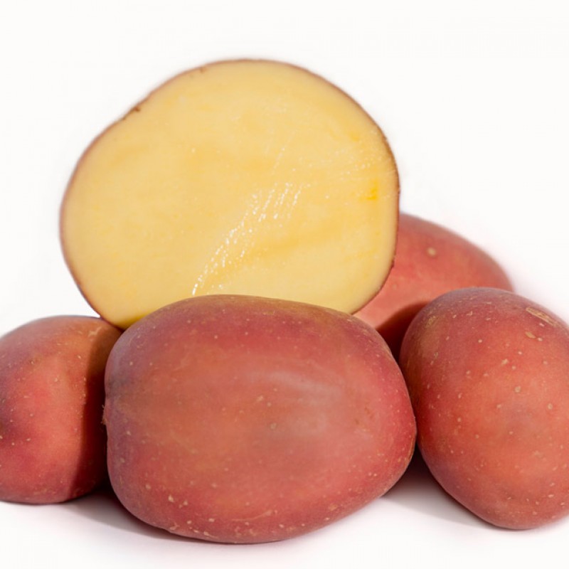 Mozart Organic Holbrook Seed Potatoes